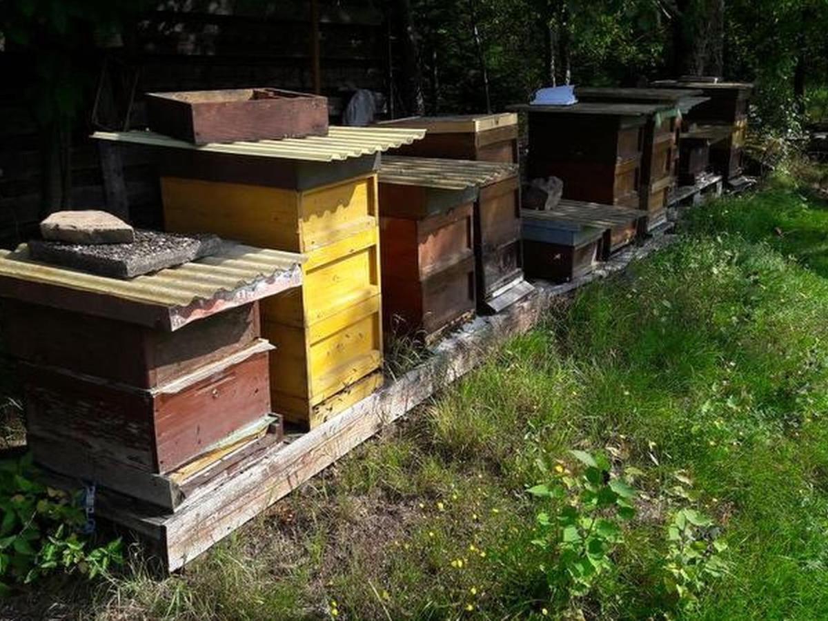 Appartement Haus Zur Bienenweide à Schömberg Extérieur photo